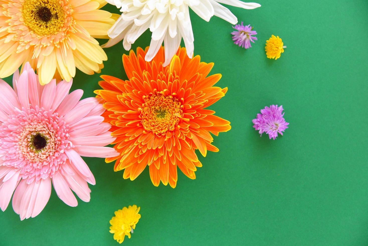 Colorful gerbera spring flowers summer beautiful blooming on green background - Flat lay Top view photo