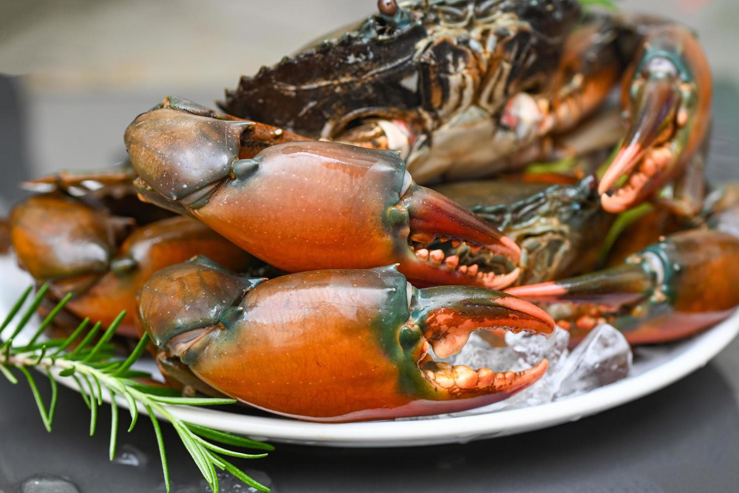 fresh mud crab with ice for cooking food in the seafood restaurant, raw crab on white plate with rosemary photo