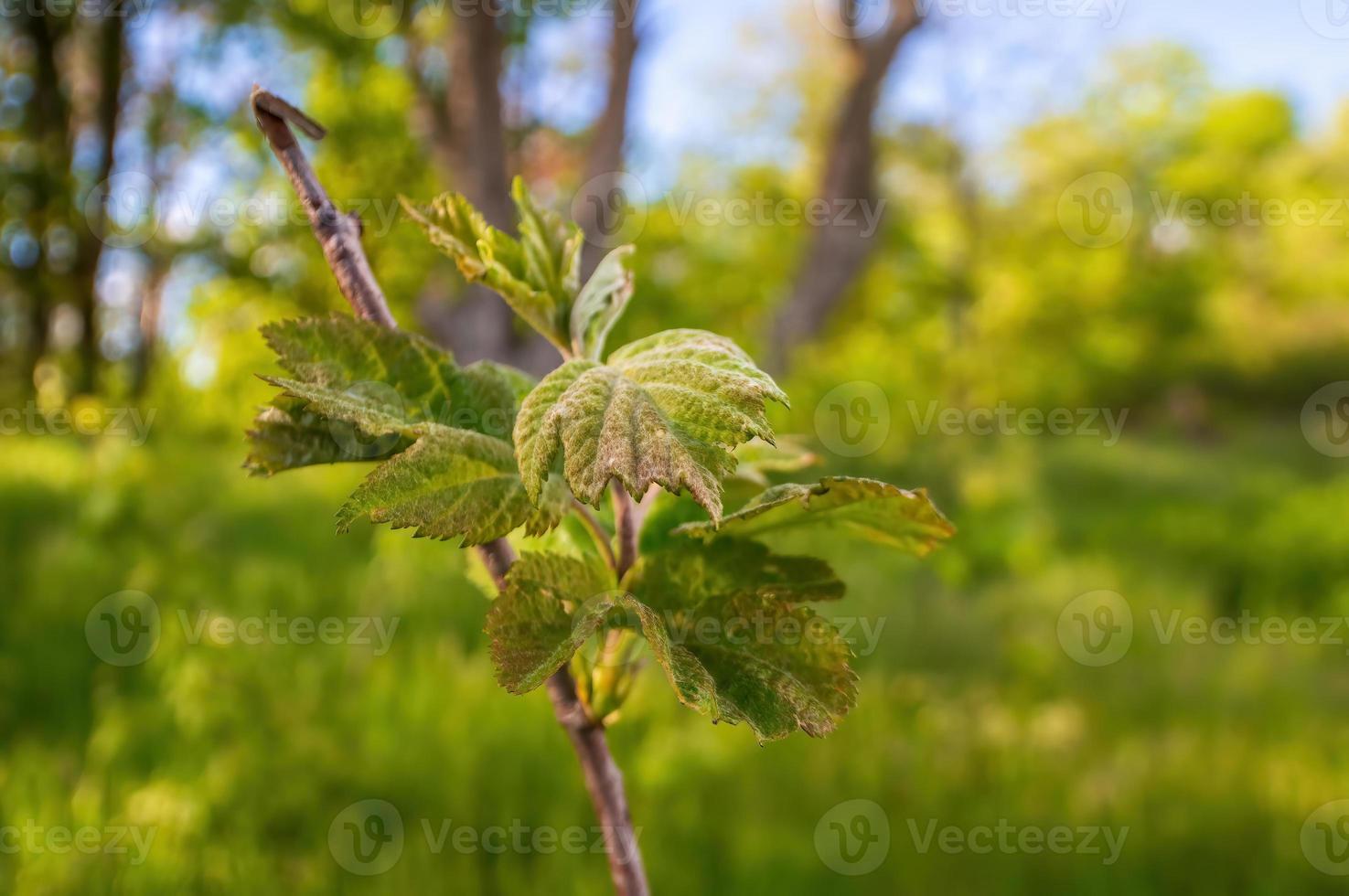 one branch with green leaves in the forest photo
