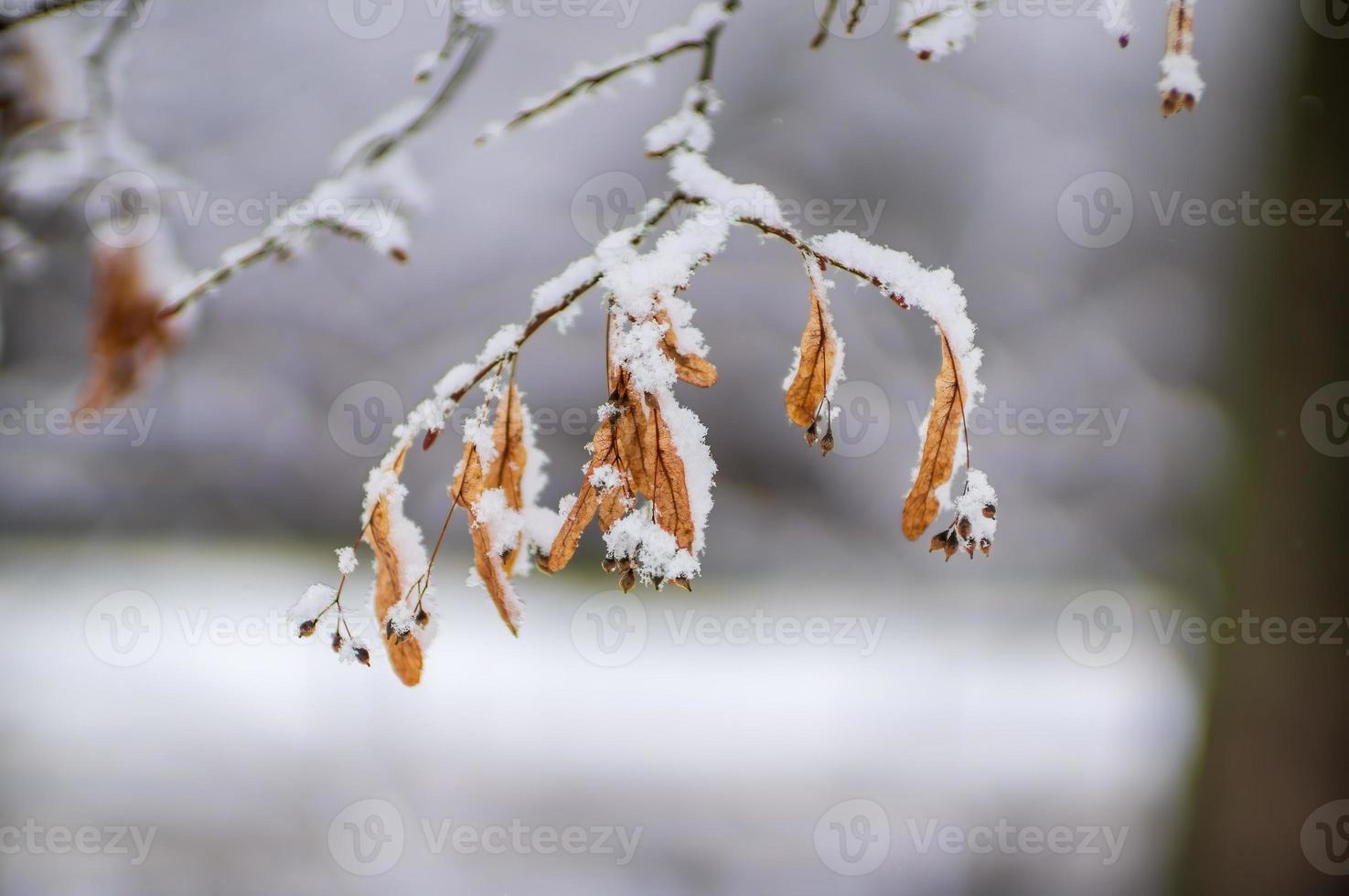 one branch with frozen brown autumn leaves in the forest photo