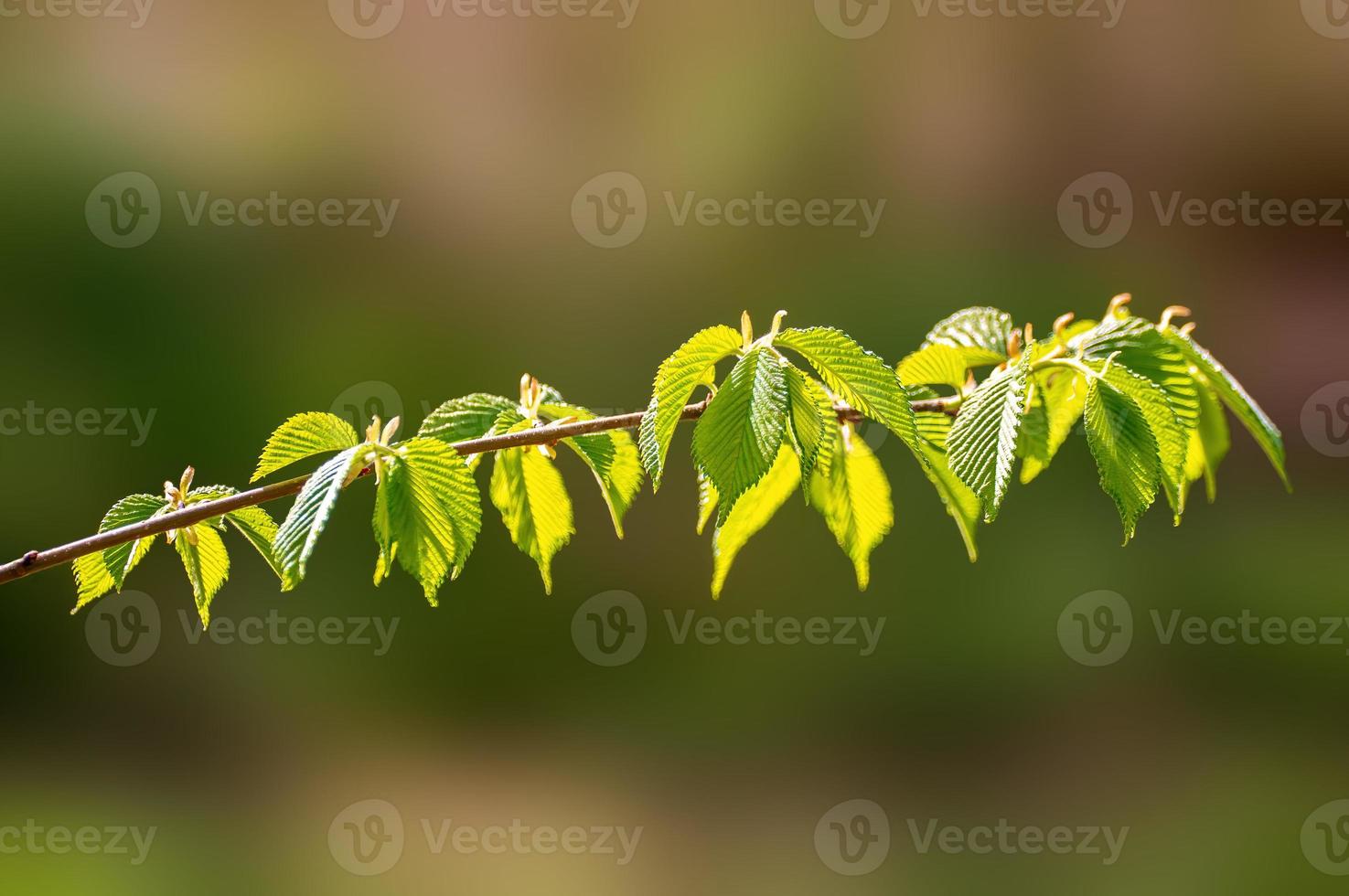 one branch with green beech leaves in the forest photo