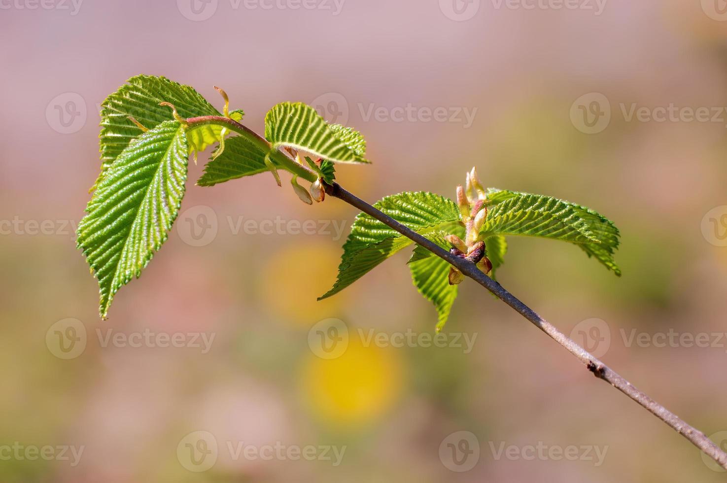 one branch with green beech leaves in the forest photo