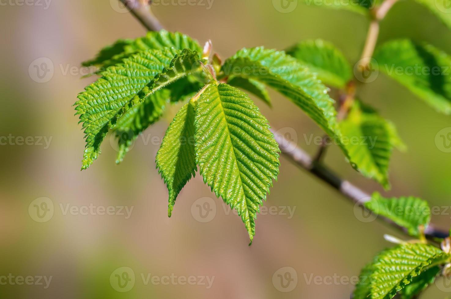 one branch with green beech leaves in the forest photo