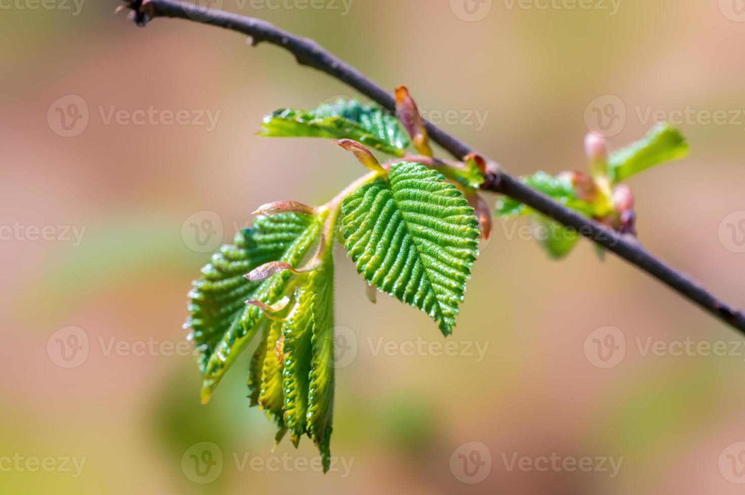 one branch with green beech leaves in the forest photo
