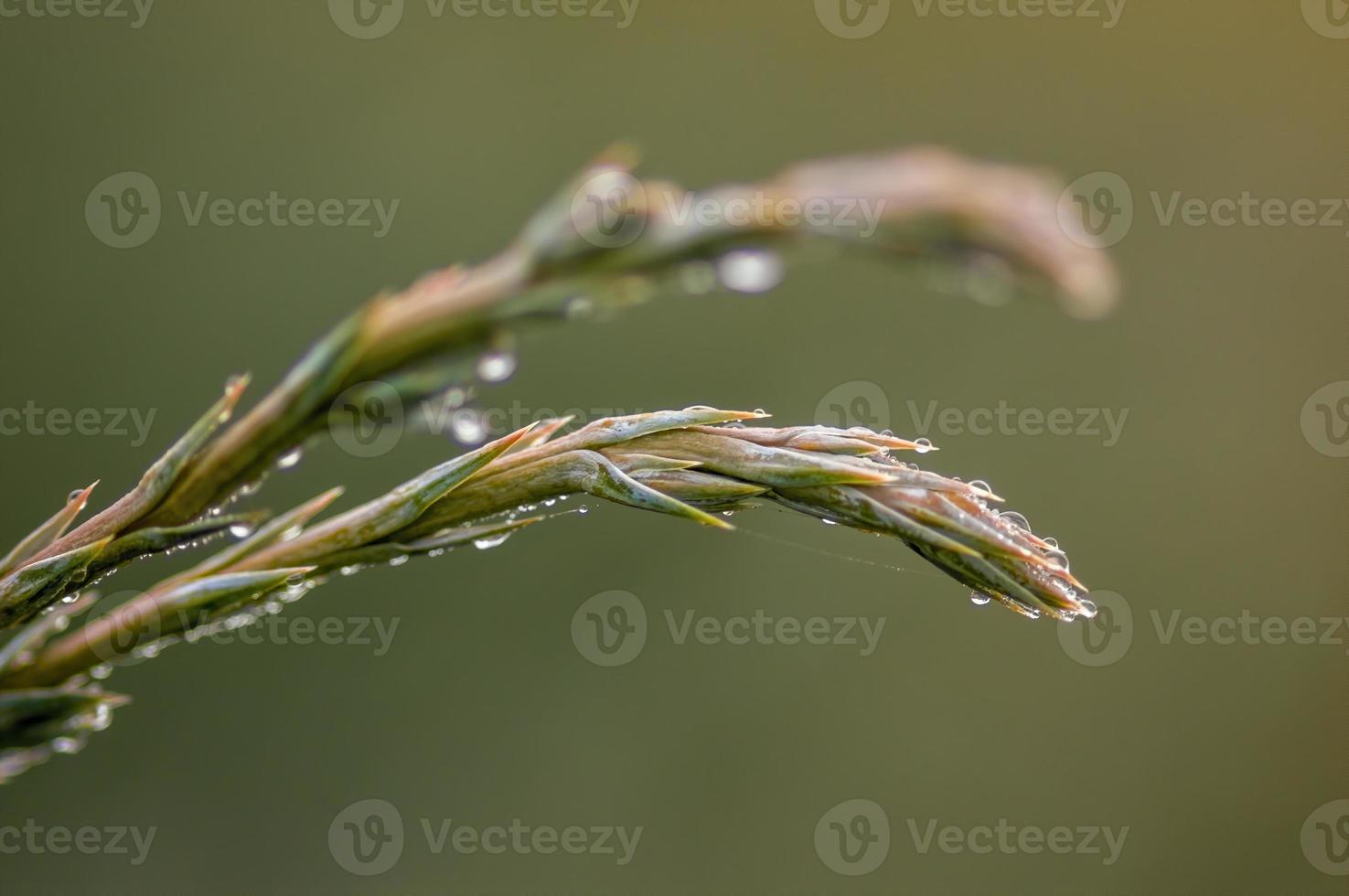 many fresh buds on a branch photo