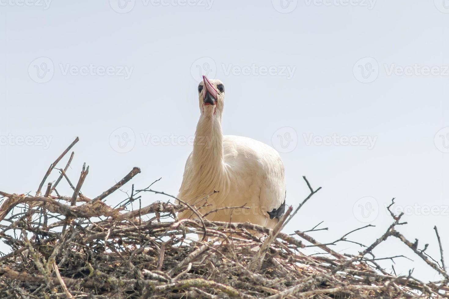 a white stork in its nest photo