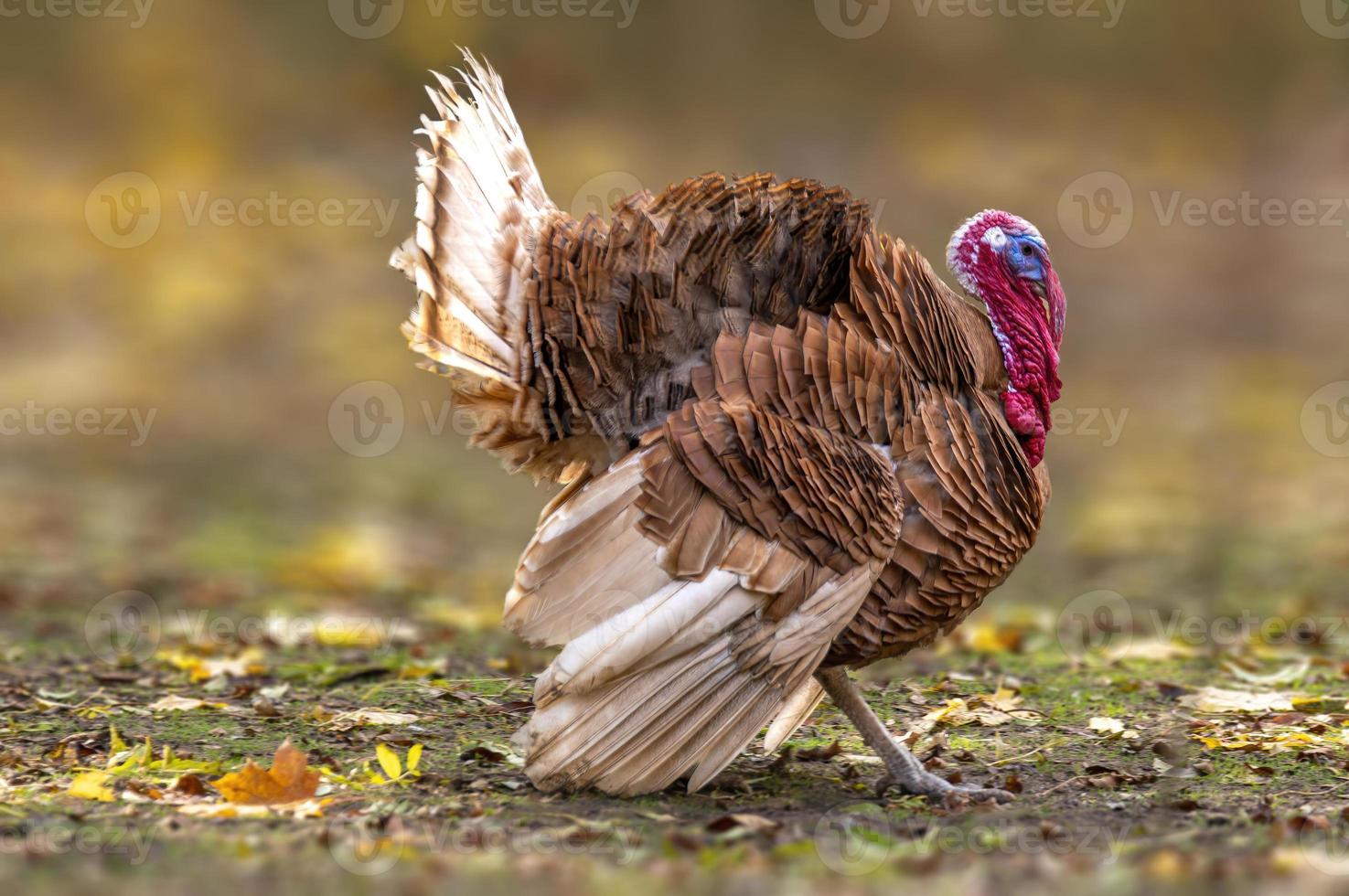 un gallo de pavo durante el cortejo foto