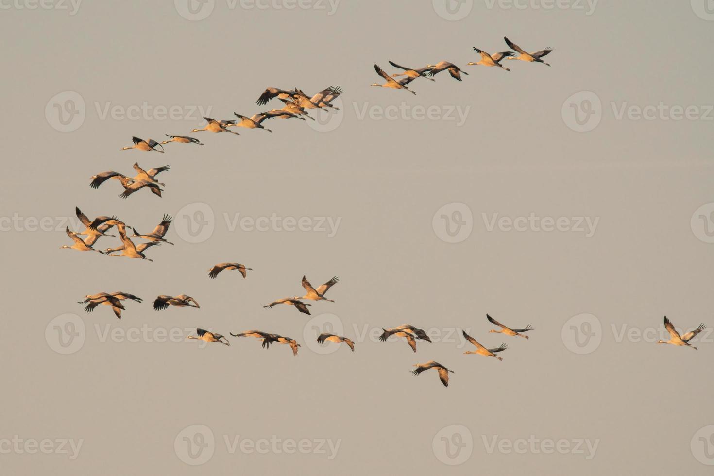 several cranes fly in the sky photo