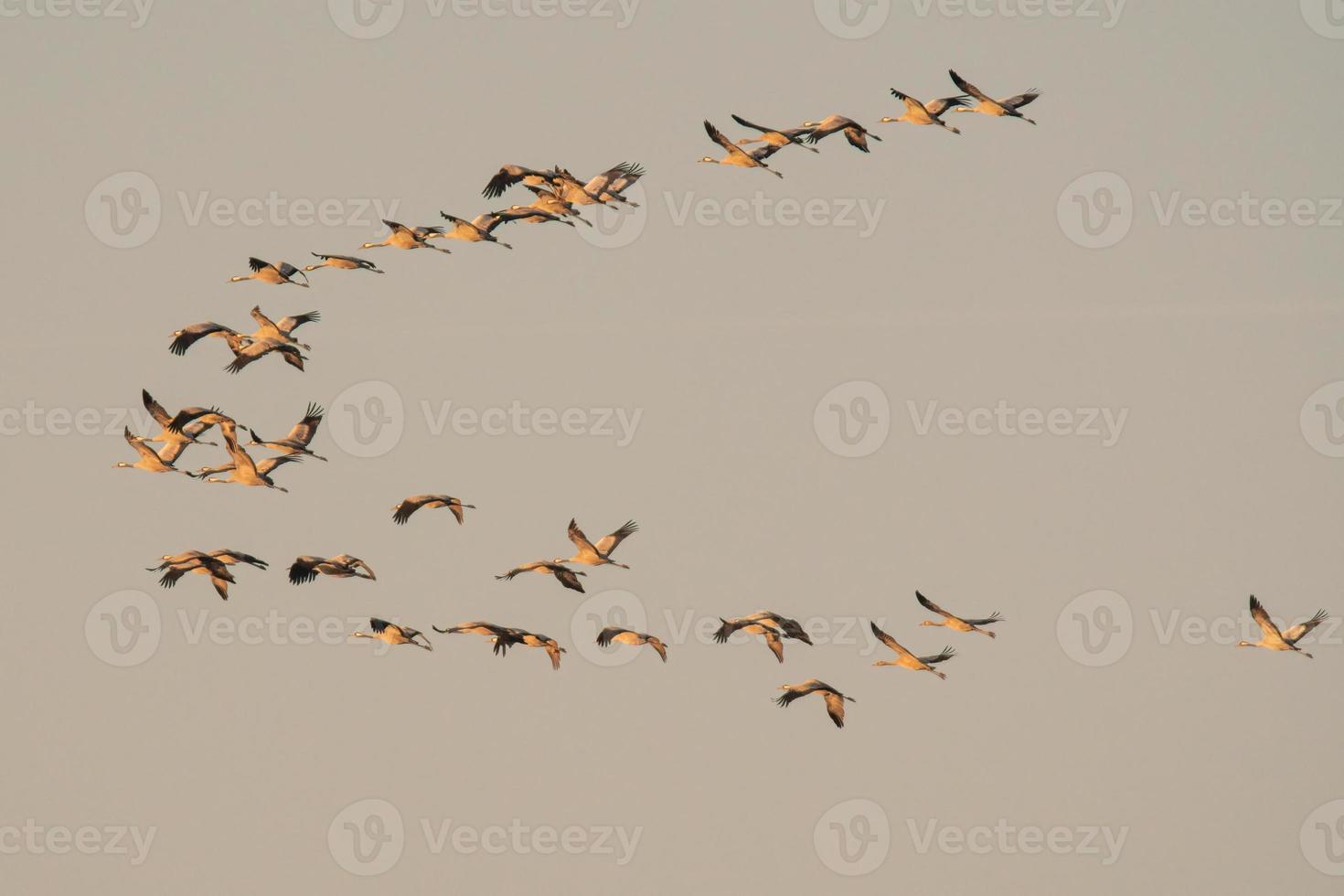 varias grullas vuelan en el cielo foto