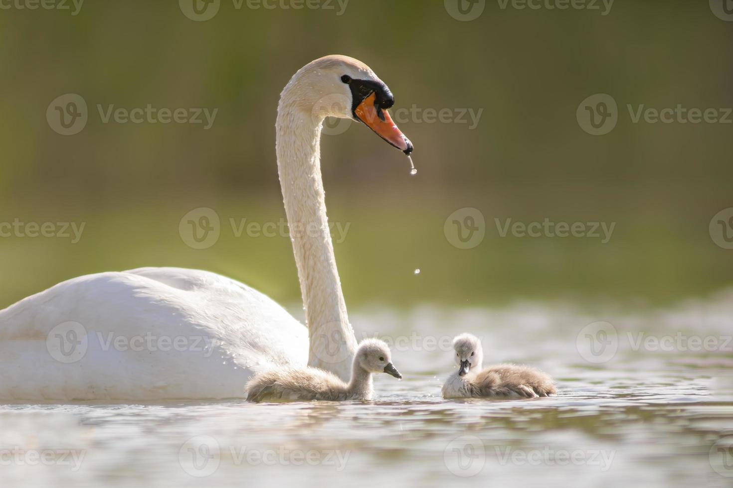 a swan and its chicks are swimming on a lake photo