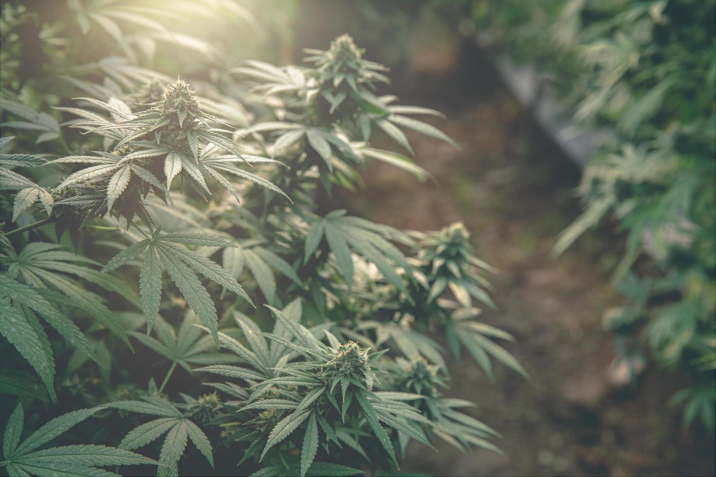 Bush marijuana on blurred background. bush cannabis,  Marijuana cultivation,  hemp cultivation,  Green background. photo