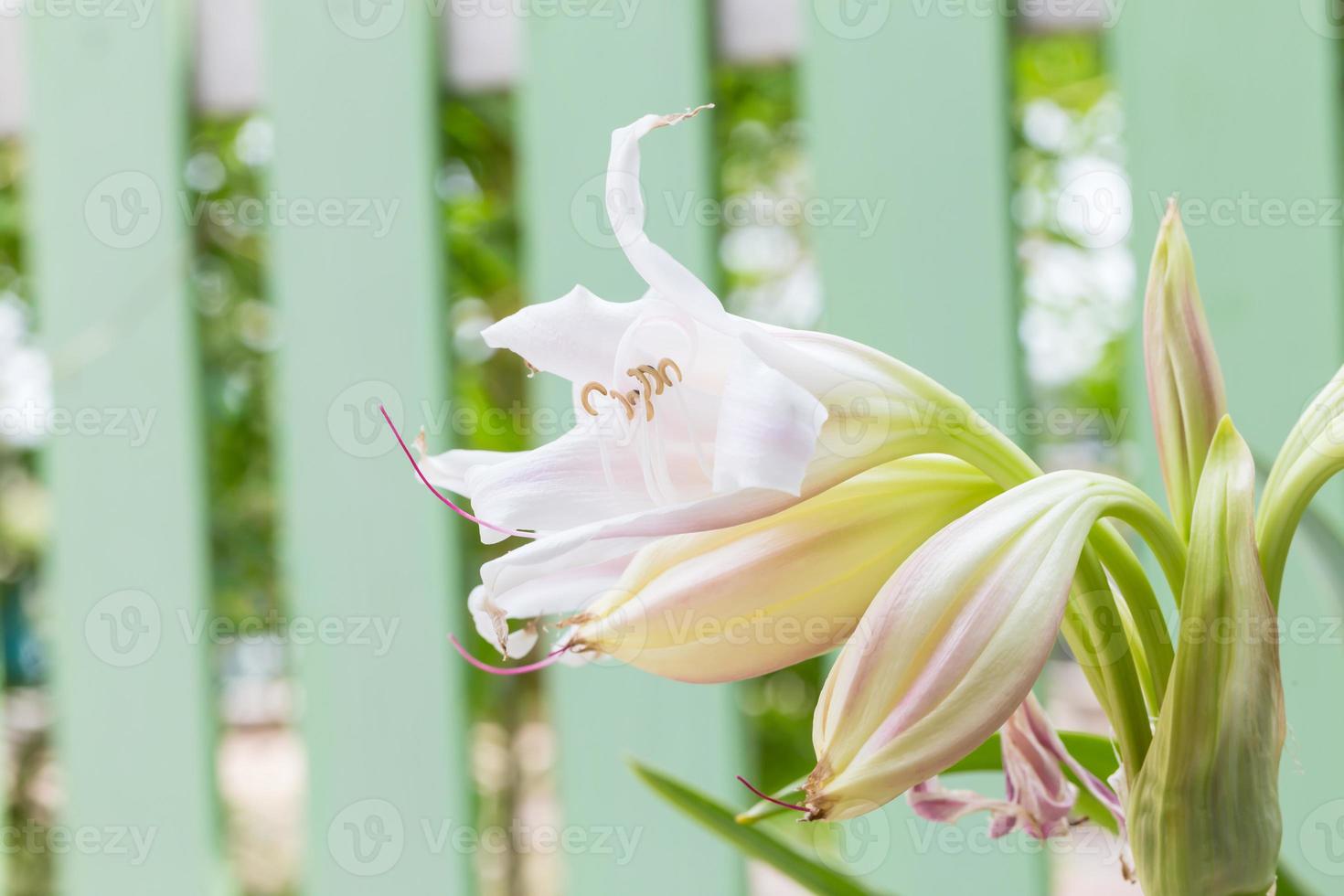 flor de lirio de pantano 9370023 Foto de stock en Vecteezy