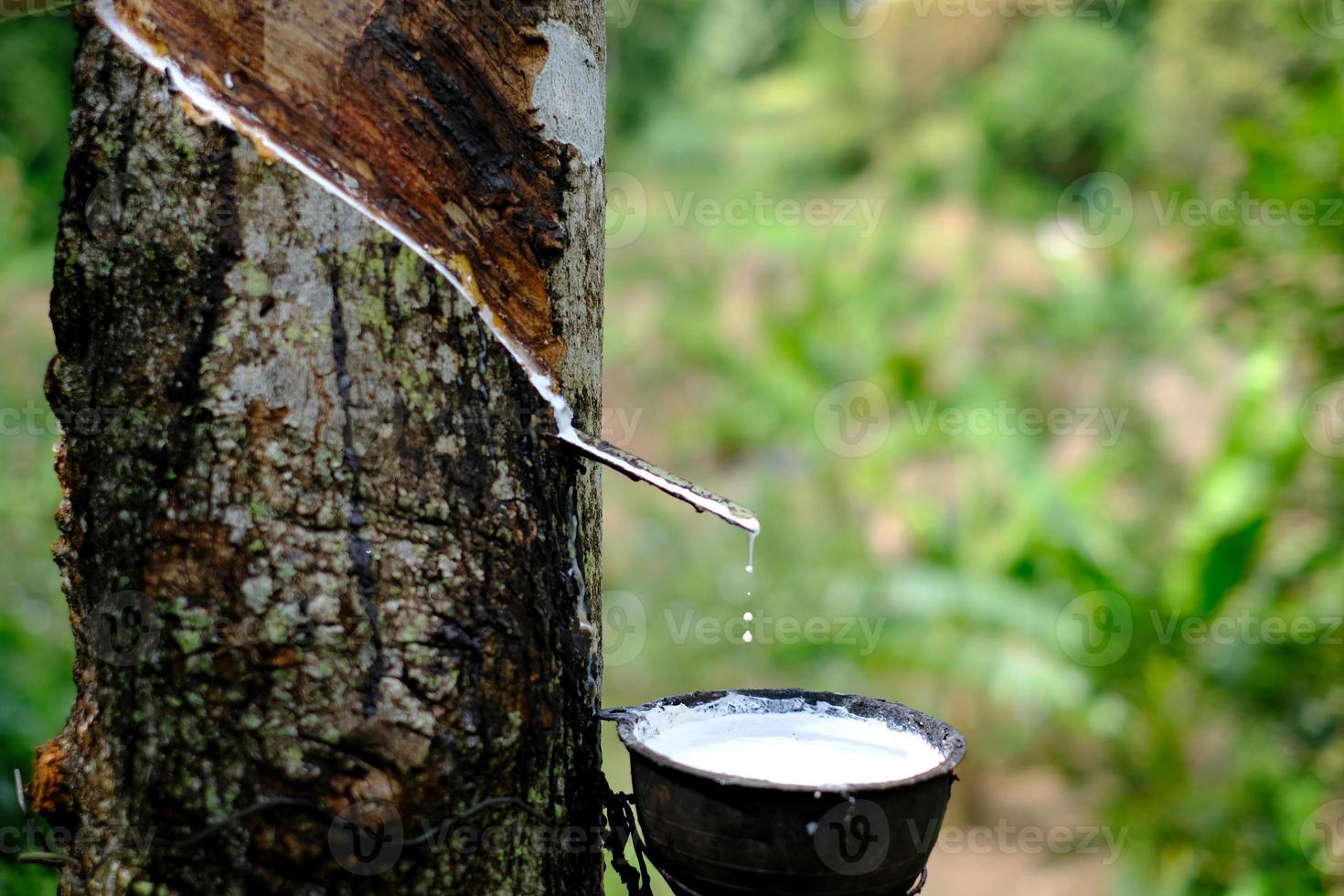 Fresh milky Latex flows into a plastic bowl in from para rubber tree photo