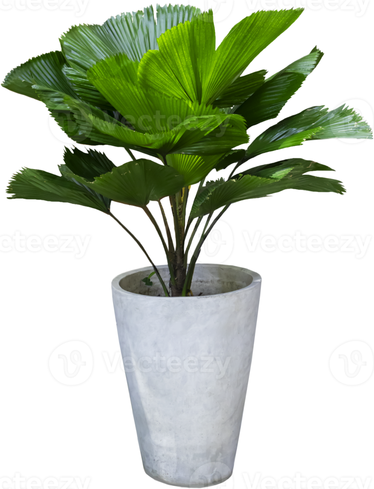 folhas verdes e vasos de plantas brancas png