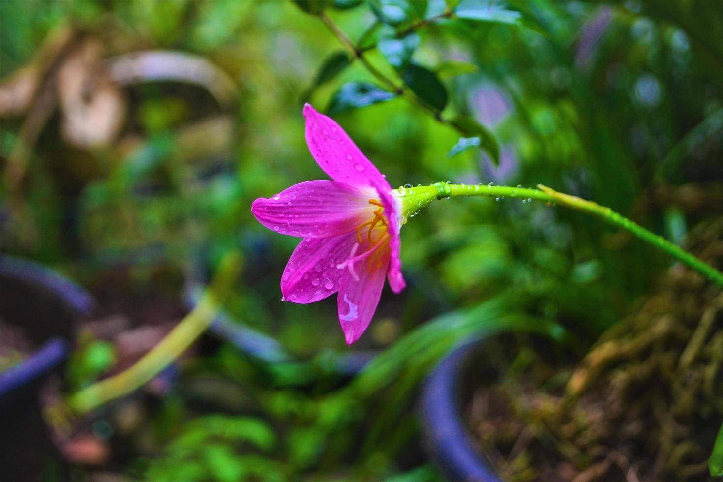 hermosas flores de color rosa suave en el jardín foto