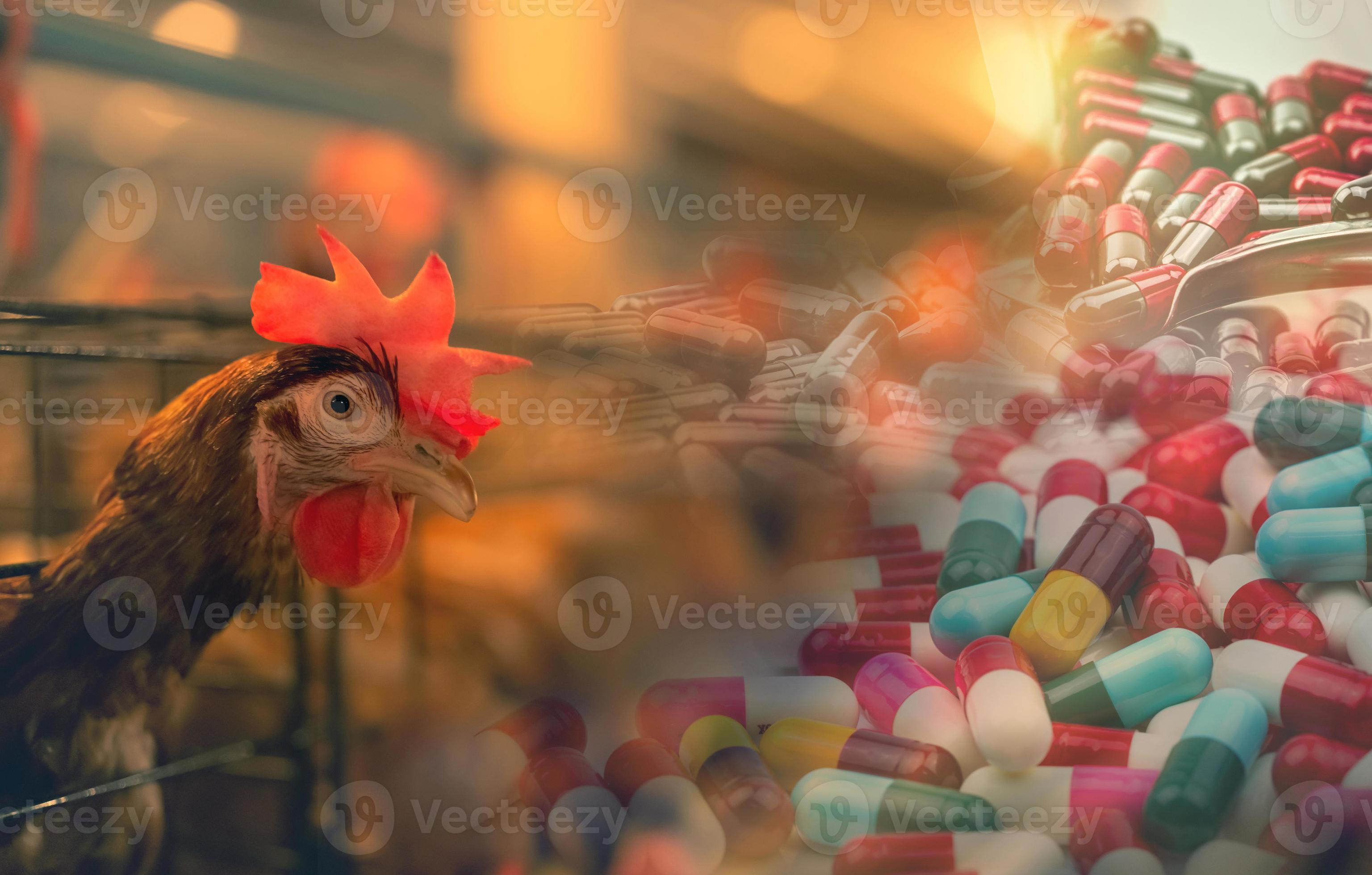 Chicken farm with antibiotic drugs. Egglaying chicken in cages