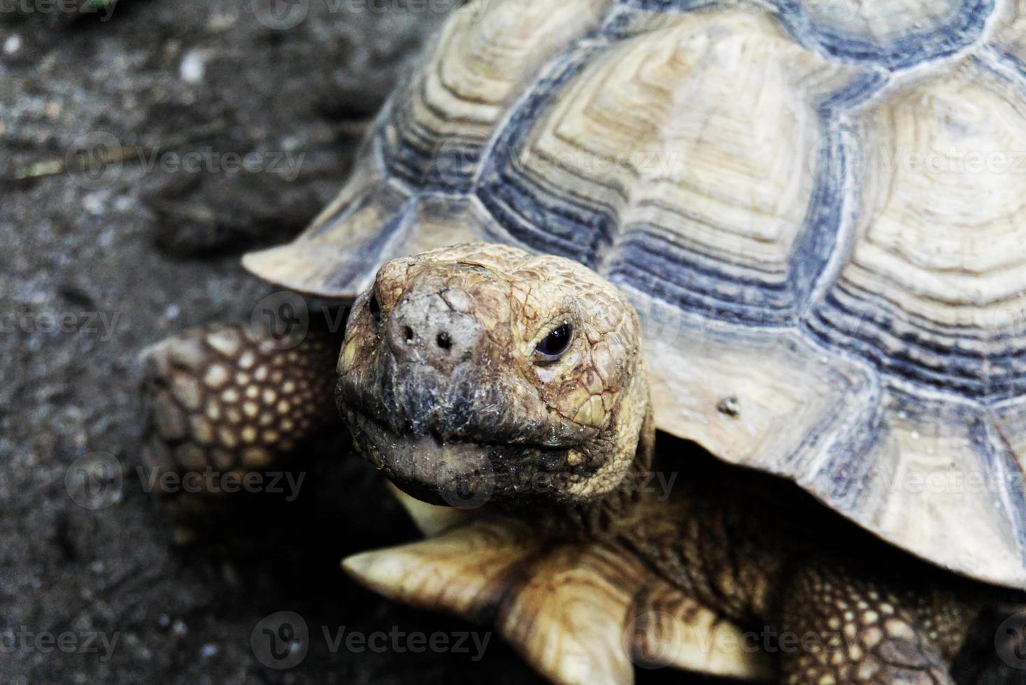big turtle close up image photo