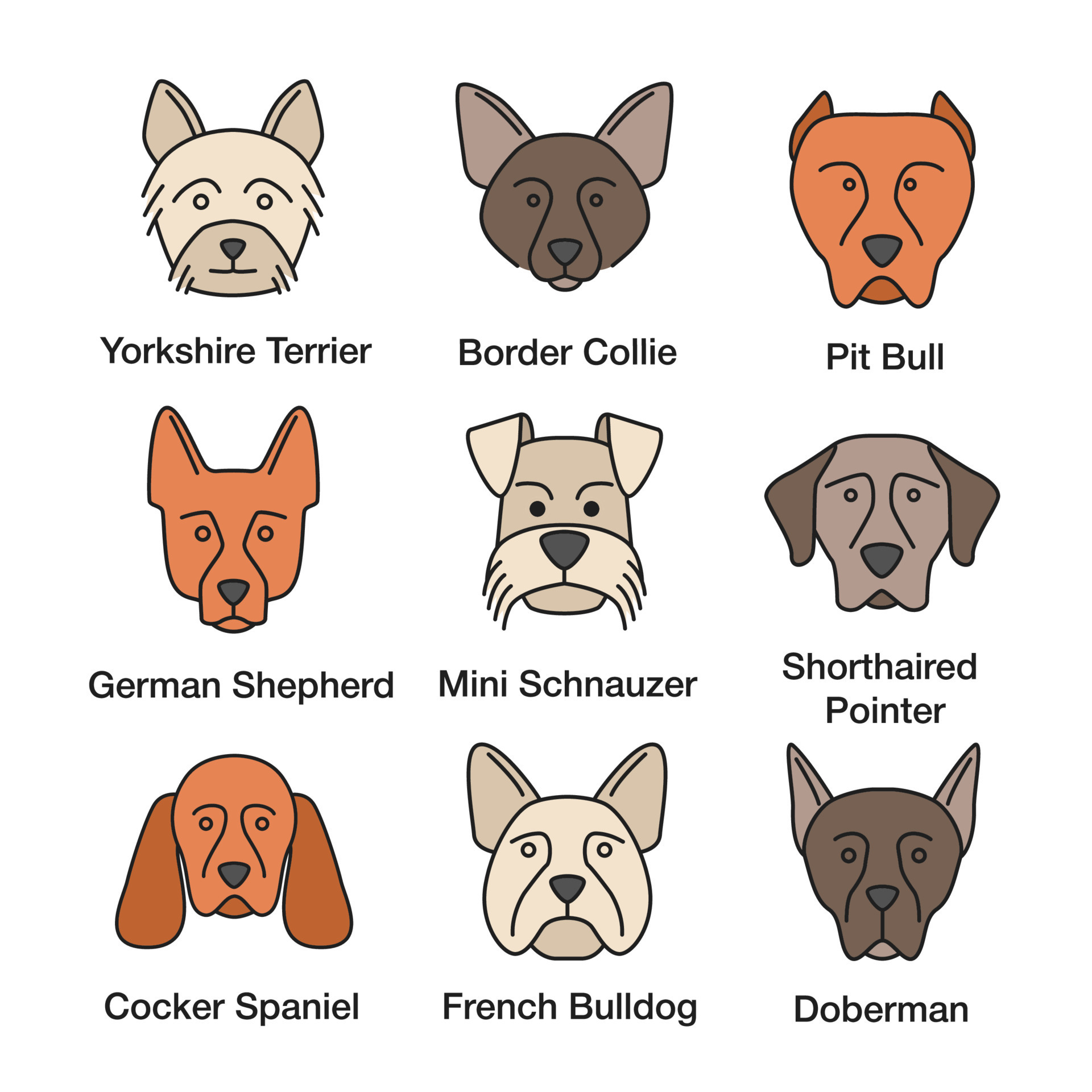 Bull terrier yorkshire shop