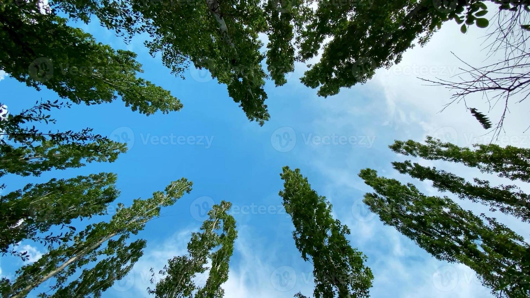 A photo of tree tops in the sky