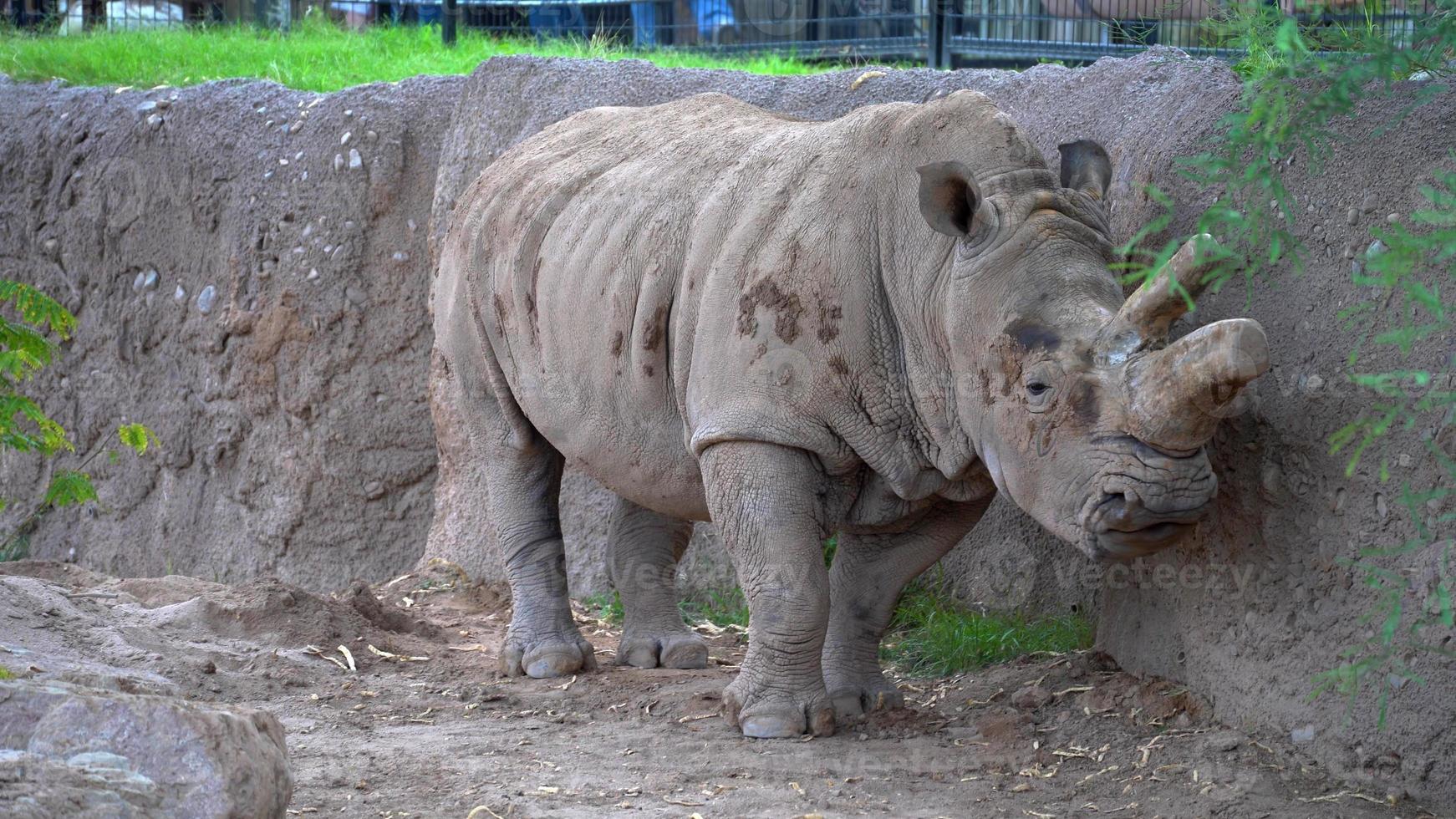 A photo of a big rhinoceros