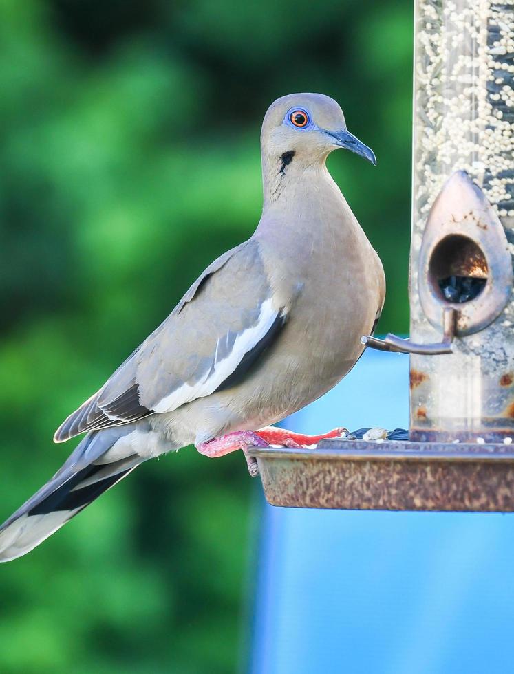 White Winged Dove photo