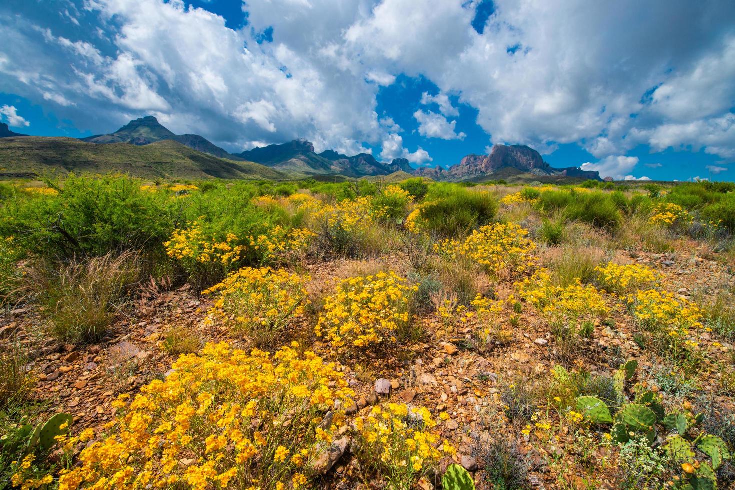 Big Bend National Park Texas photo