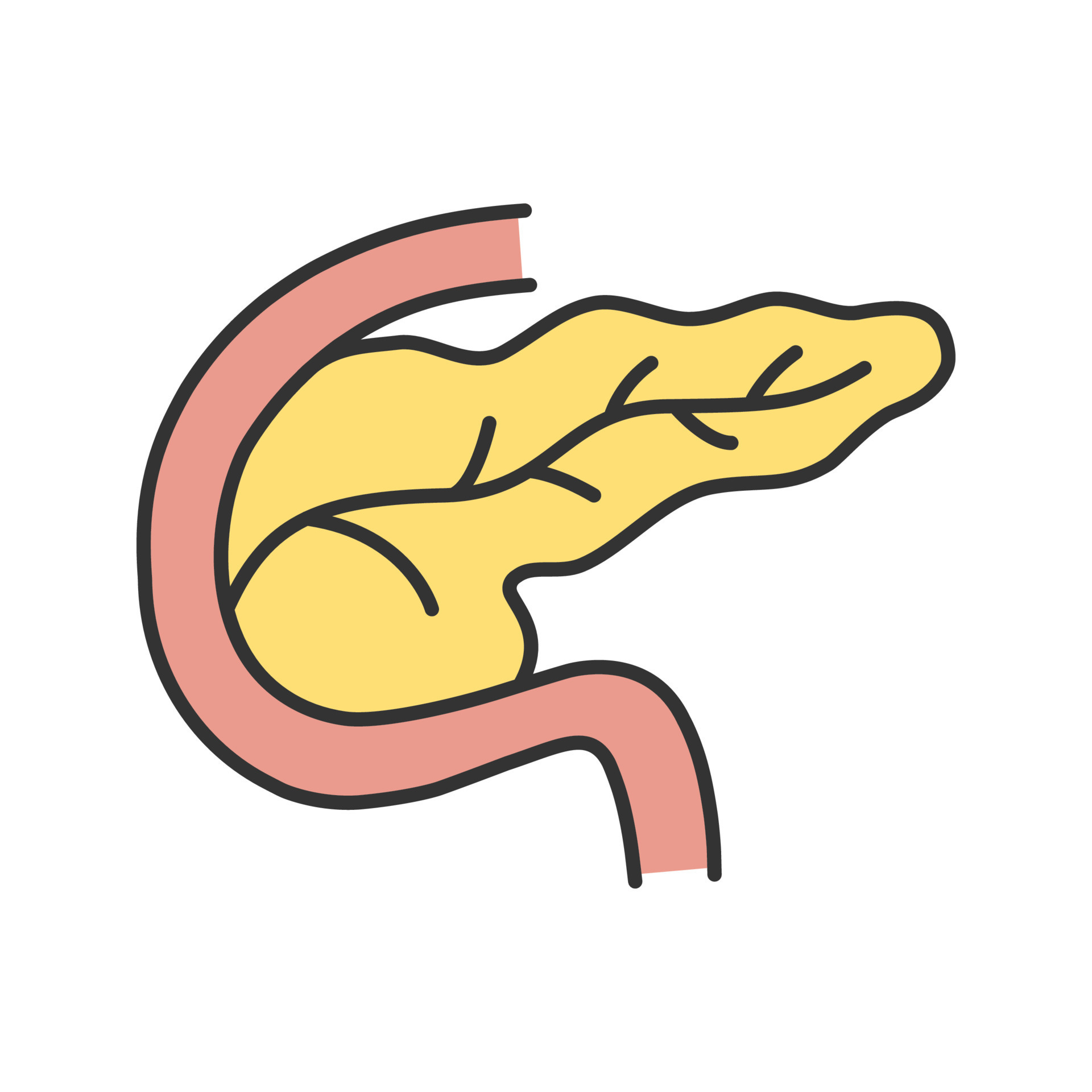 icono de color de páncreas y duodeno. Glándula digestiva y endocrina