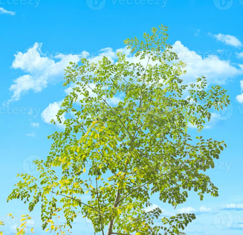 moringa tree with small green leafy branches photo
