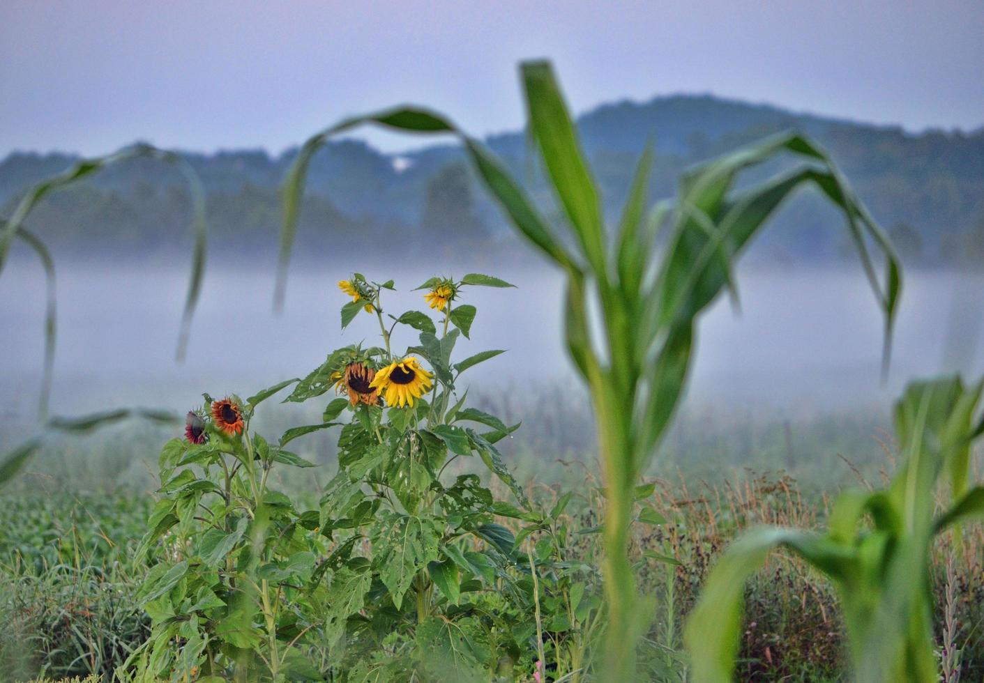 sunflowers in a  field during a foggy morning photo