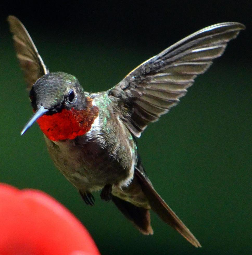 primeros planos de colibrí de garganta rubí foto