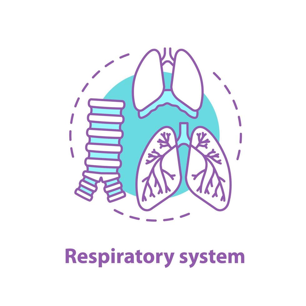Respiratory system anatomy concept icon. Pulmonology idea thin line illustration. Healthcare. Human lungs, trachea, diaphragm. Vector isolated outline drawing