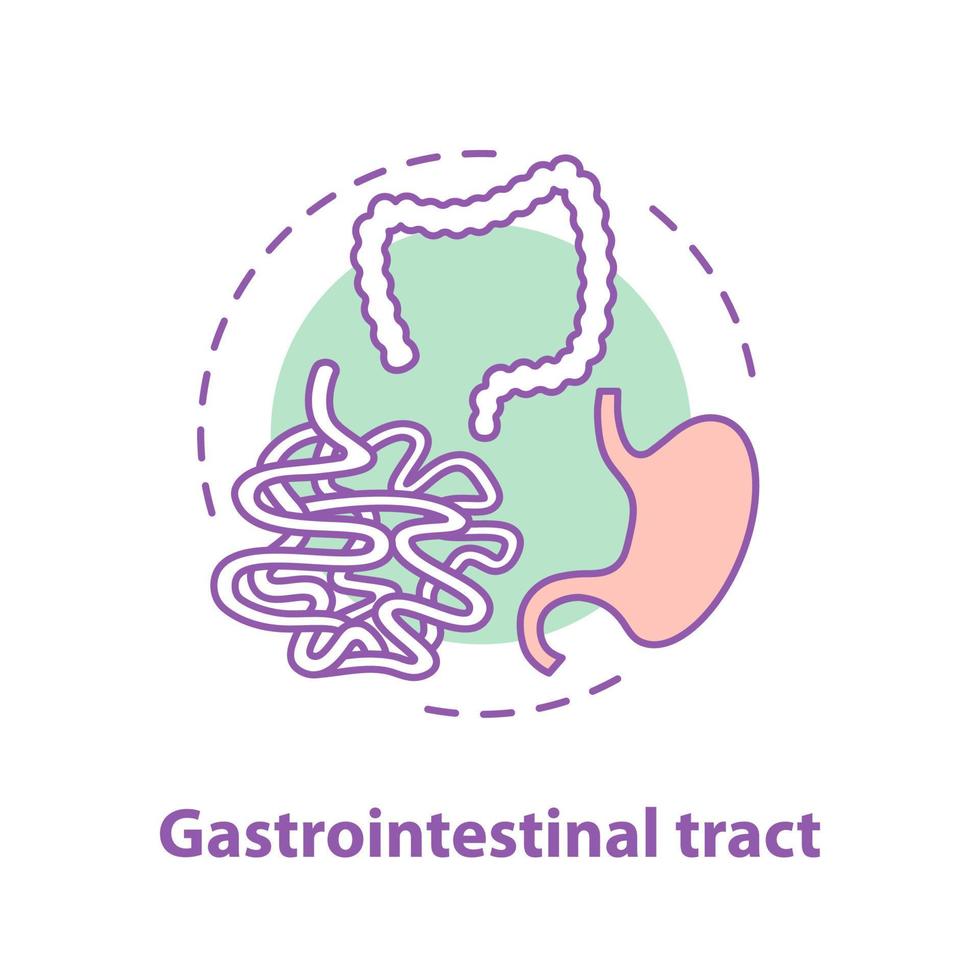 icono del concepto del tracto gastrointestinal. ilustración de línea delgada de idea de gastroenterología. intestino grueso y delgado, estómago. cuidado de la salud. dibujo de contorno aislado vectorial vector