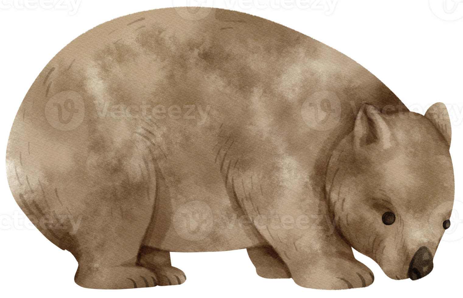 Watercolor Wombat illustration png