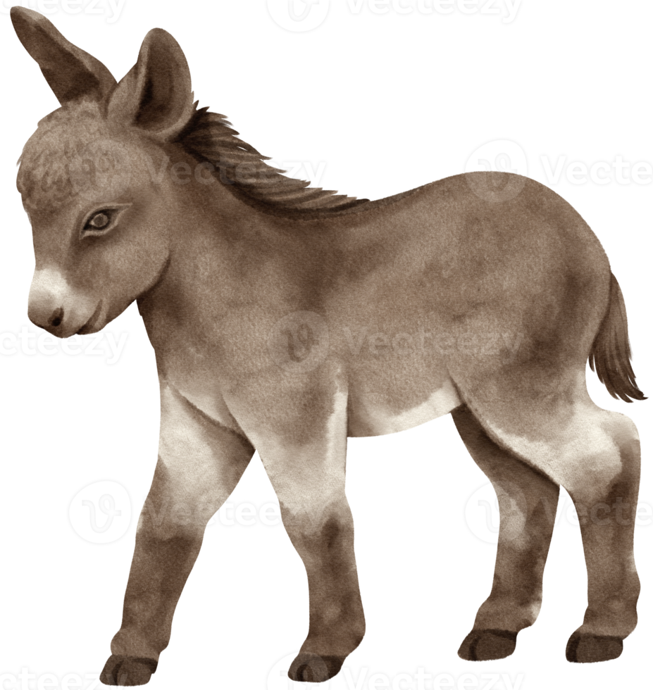 Cute baby donkey watercolor farm animals png