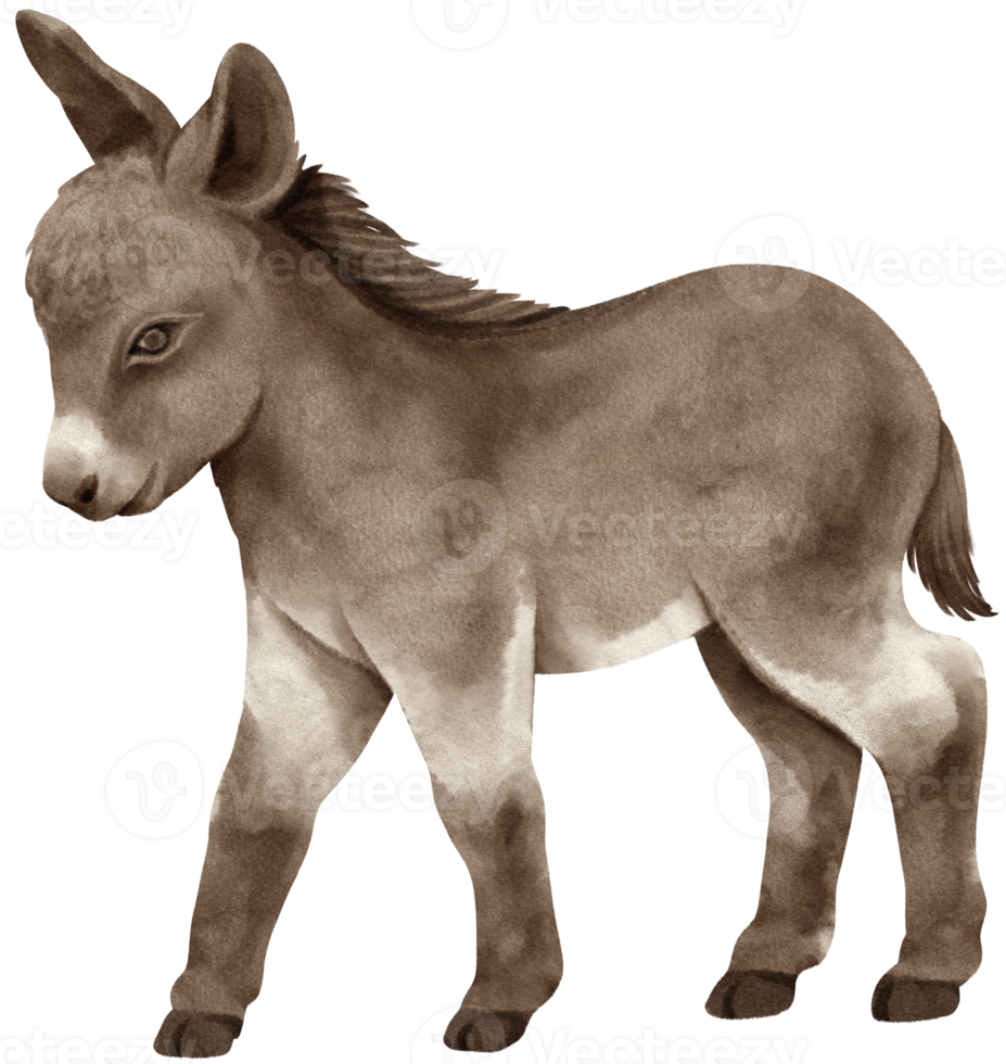 niedliche baby-esel-aquarell-nutztiere png