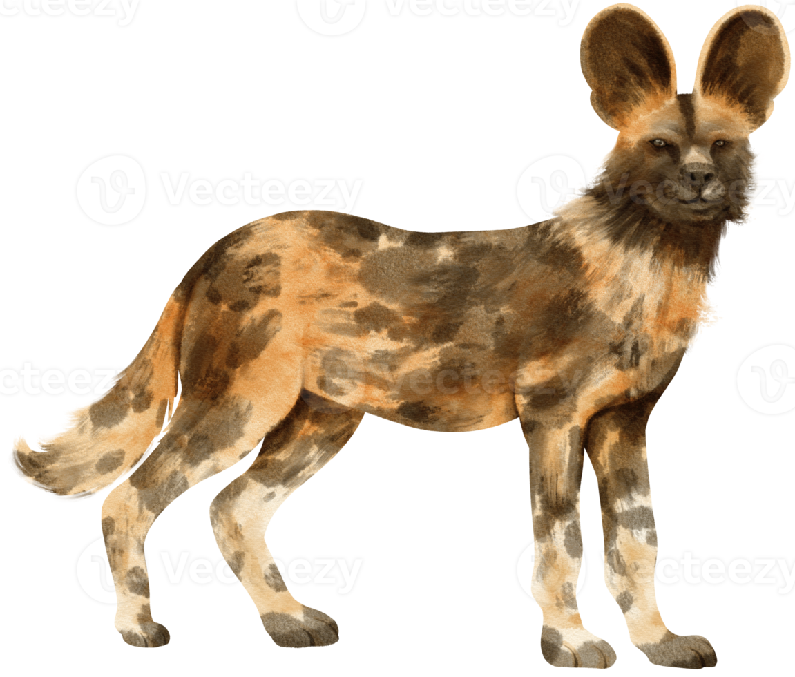 afrikanische wildhunde-savannentiere aquarellillustration png