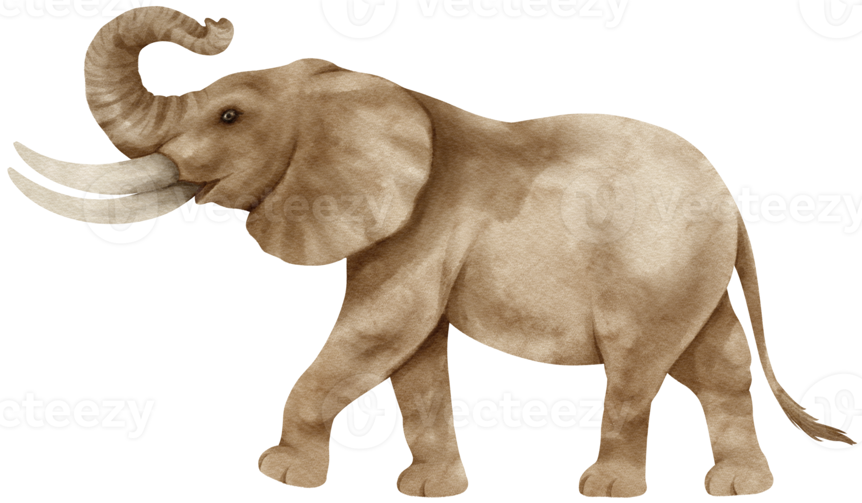 afrikansk elefant vilda djur vattenfärg illustration png