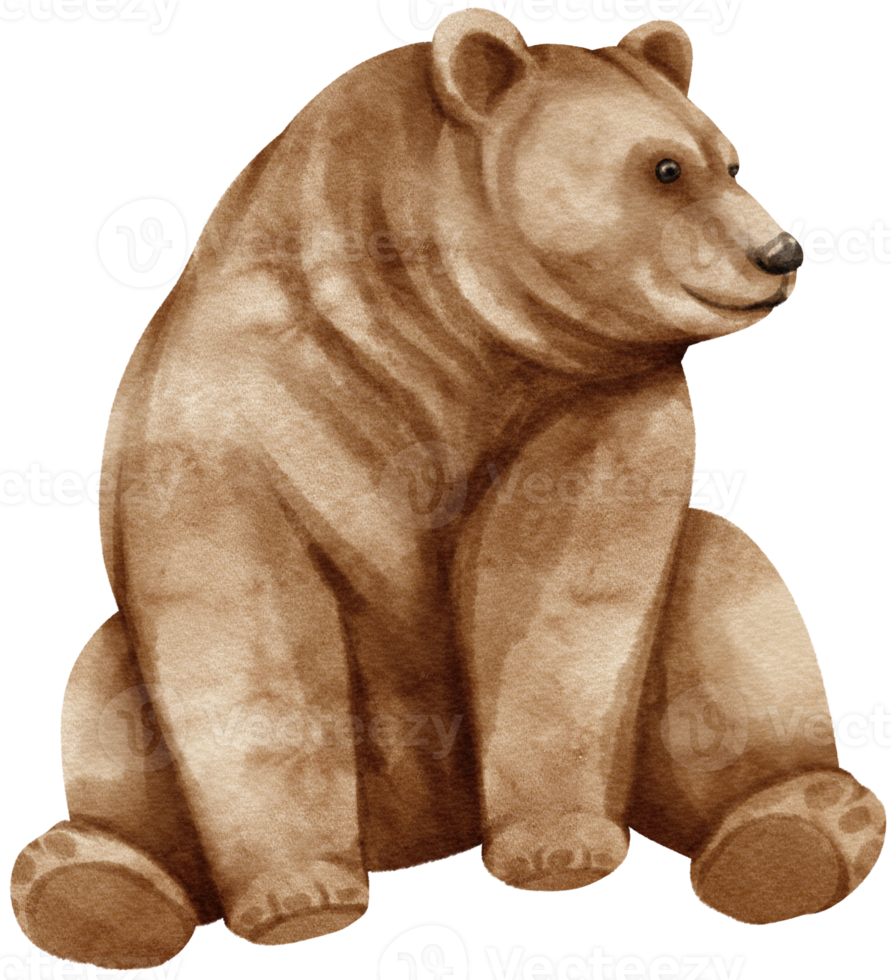 grizzly bear wildlife akvarell illustration png