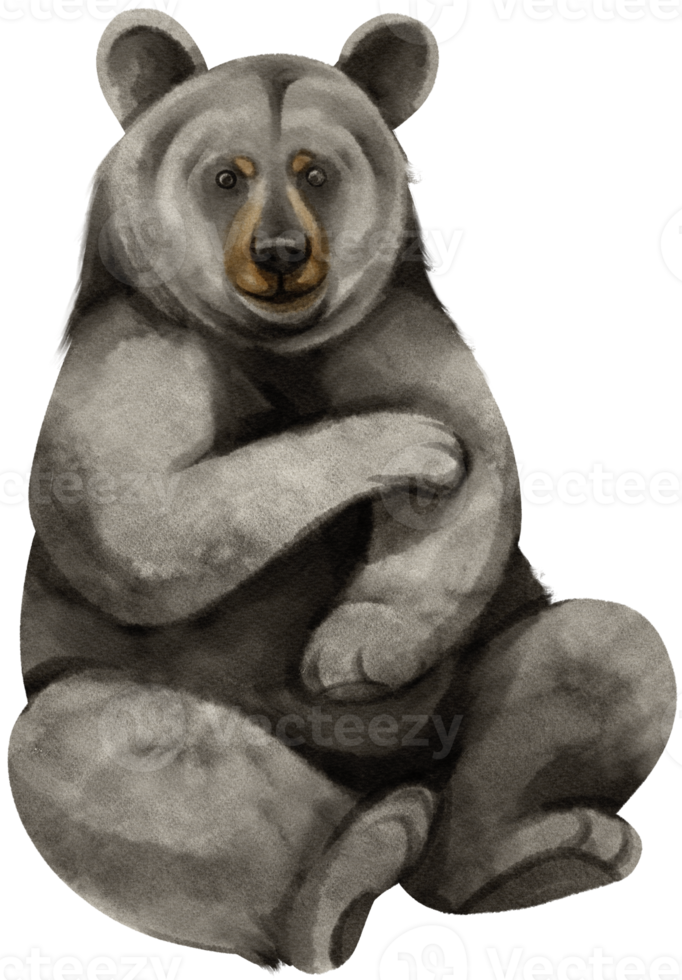 ilustração em aquarela de animais selvagens de urso negro png