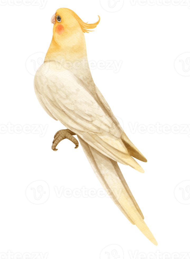 illustrazione dell'uccello di cockatiel dell'acquerello png