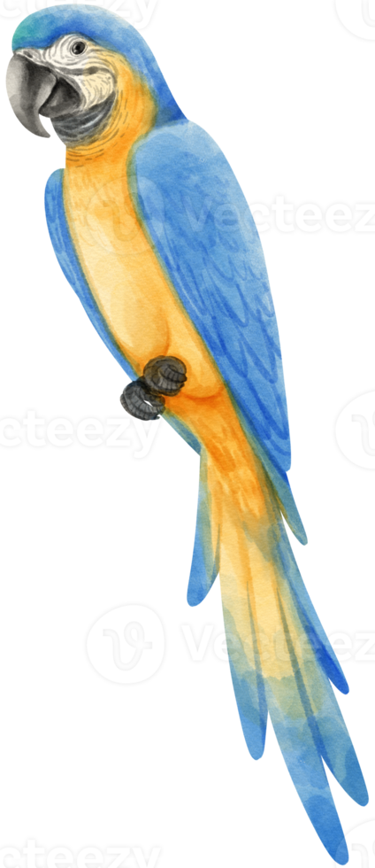Watercolor of macaw parrot bird illustration png