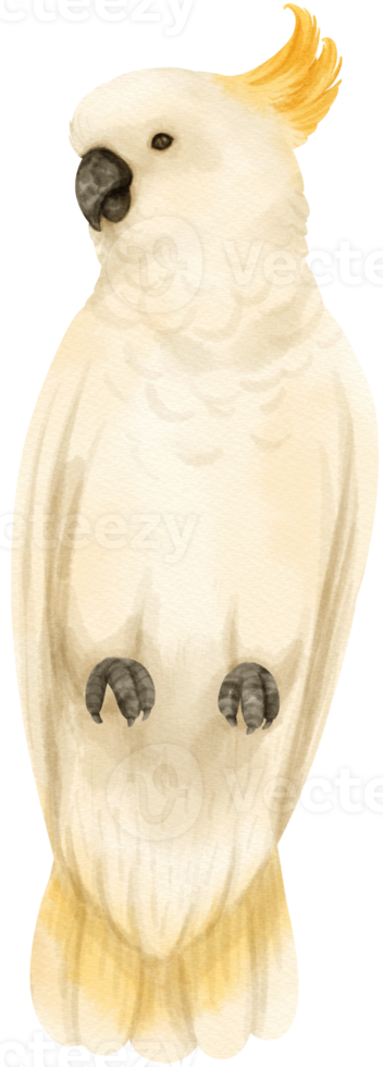 Watercolor sulphur-crested cockatoo bird illustration png