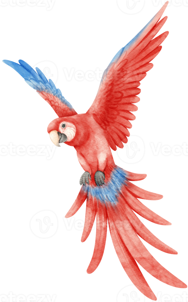 Watercolor of macaw parrot bird illustration png