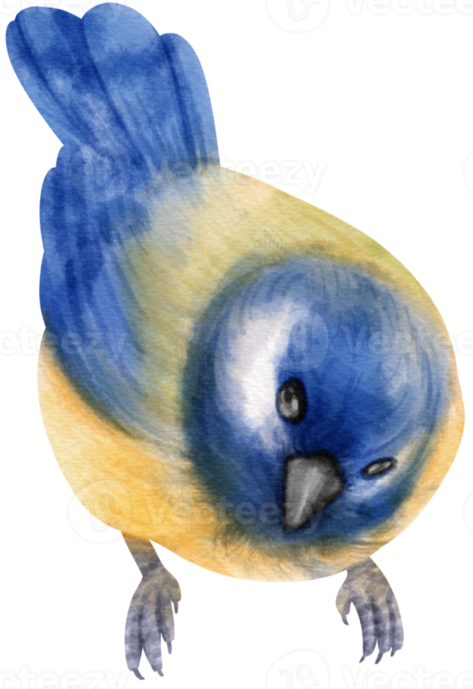 ilustração de pássaro azul aquarela png