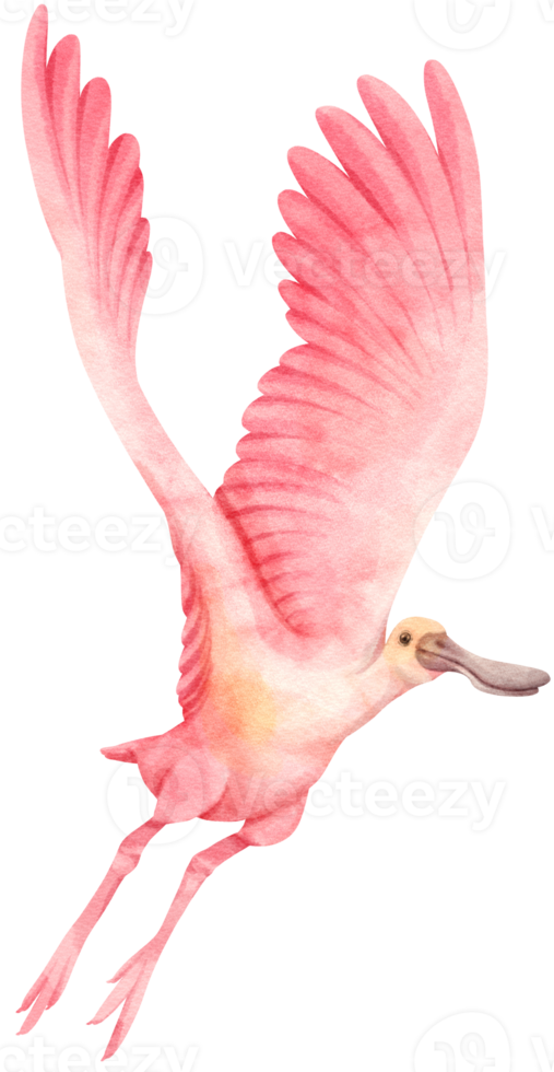 Watercolor roseate spoonbill bird illustration png