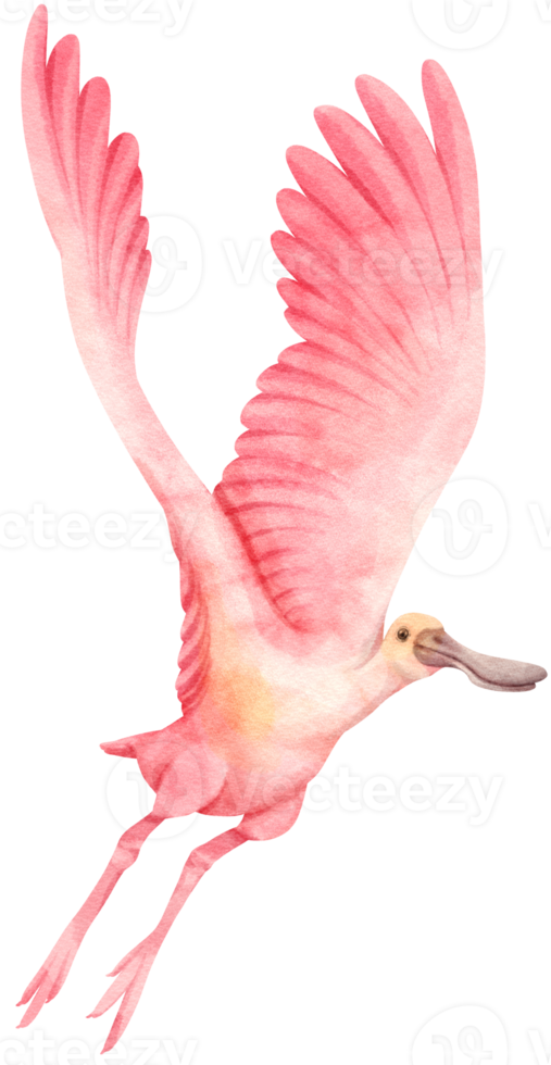 akvarell roseate spoonbill fågel illustration png