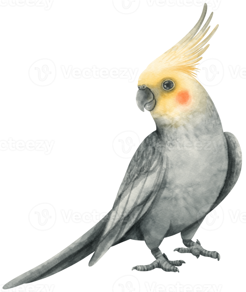 Watercolor cockatiel bird illustration png