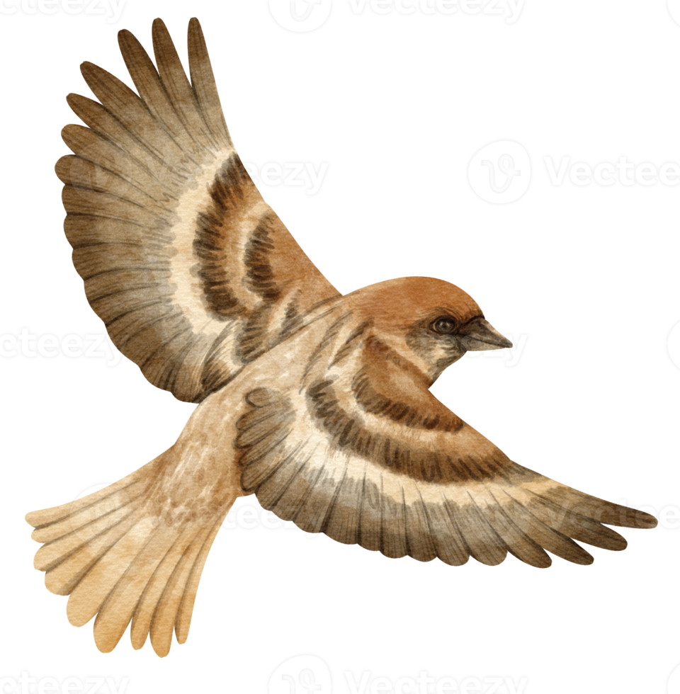 aquarel mus vogel illustratie png