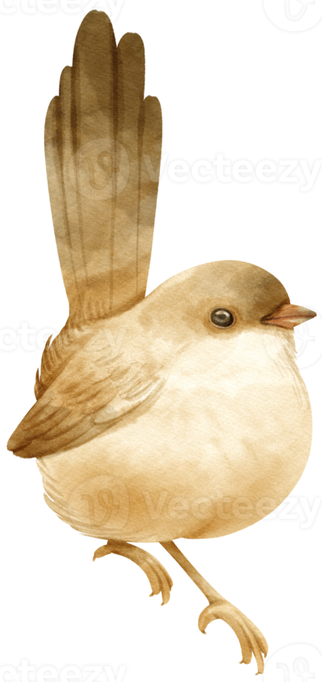 Watercolor Wren bird illustration png