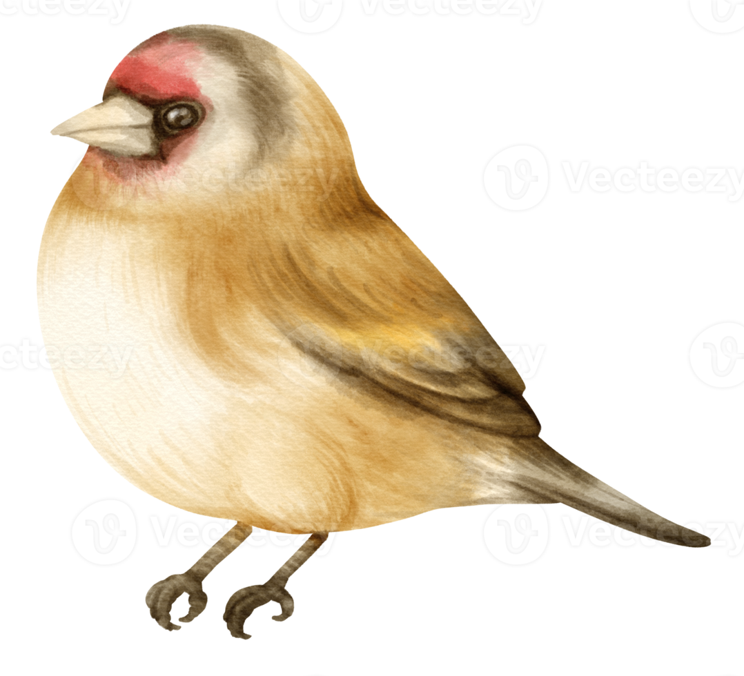 aquarell Stieglitz Vogelillustration png